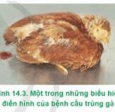 Bệnh Phổ Biến Ở Gà