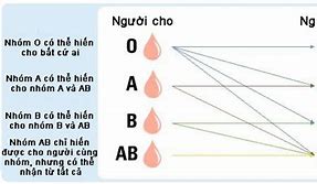 Nhóm Máu A Rh+ Có Hiếm Không